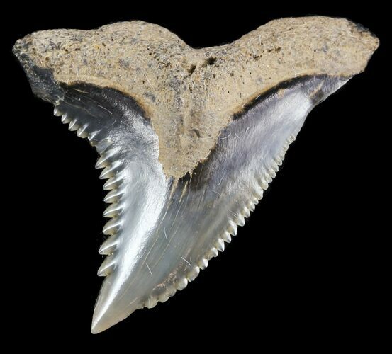 Hemipristis Shark Tooth Fossil - Virginia #52049